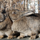 Illustration for article titled Plague of bunnies is damaging cars at the Denver International Airport